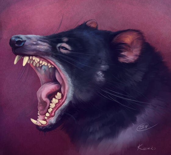 Tasmanian Devil